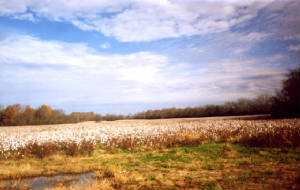 cottonfld1.jpg